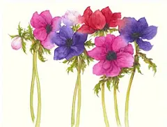 水彩--银莲花 - 高清图片，堆糖，美图壁纸兴趣社区