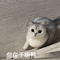 你在干嘛鸭