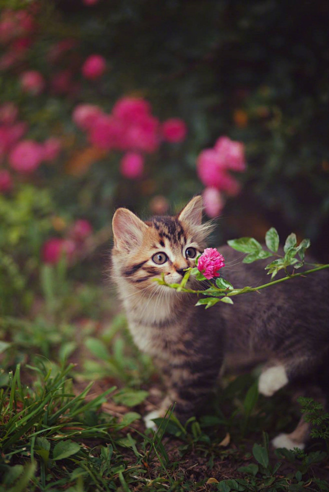 当她第一次见到花朵，然后想试着去闻闻.....