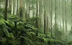 Tree Ferns in Black Spur Drive, Healesville, Victoria