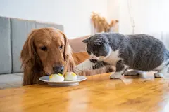 点击来源直接获取大图文件 |Golden Retriever dogs and cats share food on the table