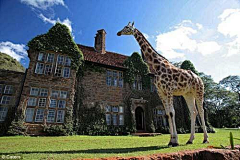 Myshun采集到世上唯一长颈鹿旅店 游