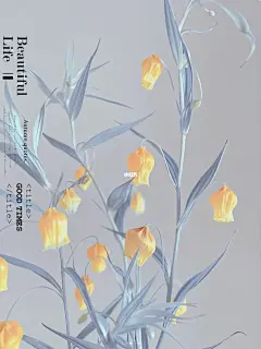 宫灯百合 (1)