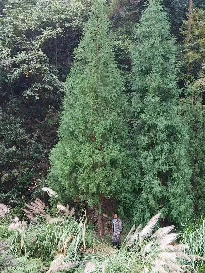 柳杉 Cryptomeria japonica-花瓣网