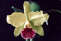 　哥伦比亚国花为三向卡特兰。 　　卡特兰，又名嘉德丽亚兰(学名Cattleya hybrida)，因其花朵硕大，色泽艳丽，富有美感，品种众多，有的种还具有芳香气味，被誉为洋兰之王，卡特兰可能是人类最早栽培的洋兰之一。据有关资料记载，这种植物的茎于1818年被英国人用来作为捆扎材料，从巴西带到了英国。英国园艺学家威廉·卡特里(William Cattley )将这些枝条栽培了起来，并于1824年开花。这时，植物学家林德雷(D r.Lindley)看到了卡特兰的美丽花朵，认为是兰科植物的新种，于是用卡特里的名