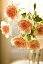 植物；玫瑰；玫瑰田；玫瑰花；白玫瑰 红玫瑰；唯美背景；唯美植物；玫瑰精油；桌面背景