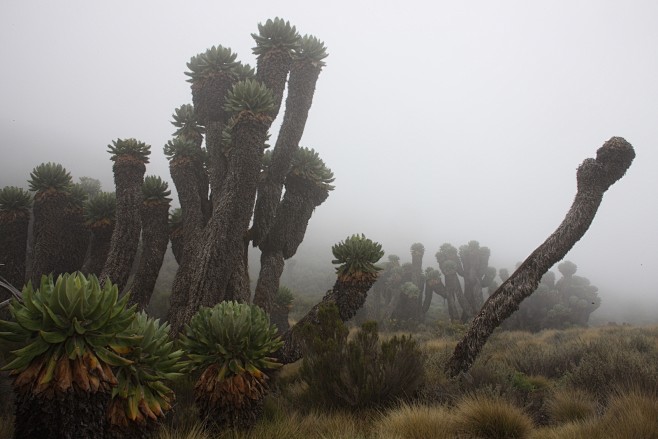 乞峰千里木dendroseneciokilimanjari