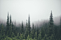 General 2048x1365 pine trees forest
