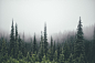 https://alpha.wallhaven.cc/wallpaper/321755