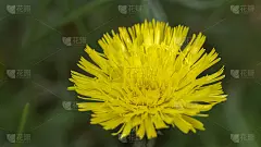 4、黄花寂寞却美丽，夏日落寞