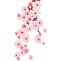 中国风梅花腊梅桃花樱花插画PNG