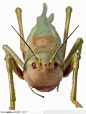 昆虫世界-绿色的蚂蚱
