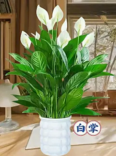 白掌花的正常色彩与独特魅力
白掌，学名白鹤芋，其花朵形态优雅，佛焰苞洁白如雪，宛如一片纯净的风帆，在花卉界中独树一帜，因此也被赋予了 “一帆风顺” 的美好寓意 ，深受人们的喜爱。在适宜的环境中，白掌那洁白的佛焰苞搭配上鲜黄色的肉穗花序，显得清新脱俗又充满生机，无论是摆放在客厅的茶几上，还是装饰在办公室的办公桌上，都能为环境增添一份宁静与雅致，让人赏心悦目。
惊变！白掌花缘何变绿
当满心欢喜地欣赏着白掌那洁白花朵时，却突然发现它逐渐变绿，这难免让人感到困惑和担忧。其实，白掌花变绿是由多种因素导致的，下面就为
