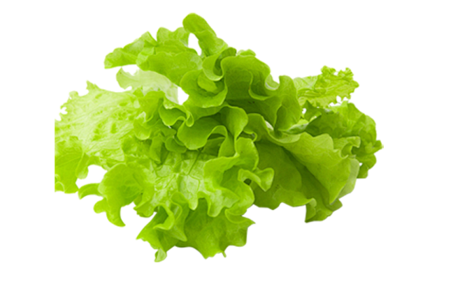 生菜