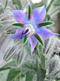 52 琉璃苣Borago officinalis，英文 Borage
紫草科琉璃苣属一年生草本植物，稍具黄瓜香味。
别称星星草。原产东地中海沿岸及小亚细亚。
