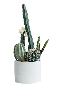 盆栽png (11)
