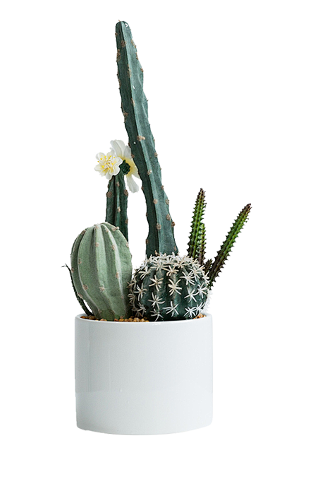 盆栽png (11)