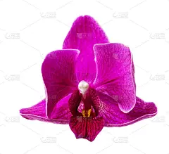粉红色条纹兰花花，孤立