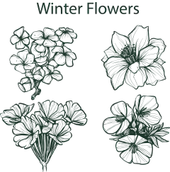 手绘素描花卉植物花朵元素铅笔画复古黑白