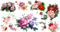 手绘牡丹花矢量图
