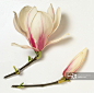 Pink-white flower head and bud of Magnolia x soulangeana, close-up_创意图片