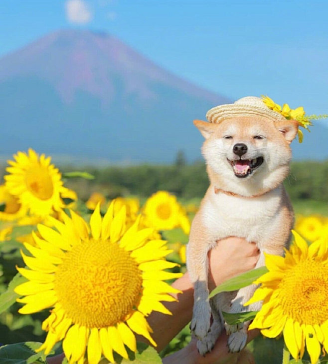 向日葵中一柴犬79