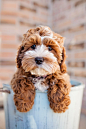 Cockapoo puppy #萌#