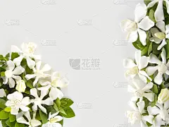 栀子花