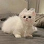 可爱的猫猫头像