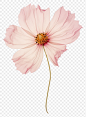 PNG Real Pressed a pink cosmos flower petal plant