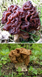 盘点世界最奇特的蘑菇（组图）——大脑蘑菇