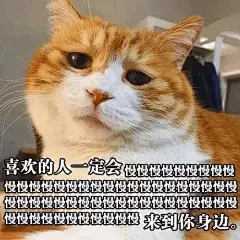 这里集齐了丧猫表情包，每一只喵咪都萌萌哒哟！