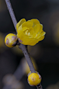 蜡梅，以蜡黄为主，属蜡梅科，落叶灌木，开花期早于梅花2个月。
蝶采花成蜡，还将蜡染花