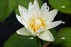 花 花壁纸 花卉背景 美丽的花朵 荷花 植物群 自然 小睡莲