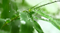 雨滴落在竹叶上