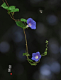 牵牛花