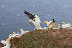 德国北海黑戈兰岛上野生野鸟Morus bassanus - Northern Gannet。背景是很
