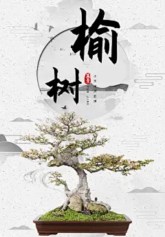 一物一拍ST0384抱石榆树盆景老桩盆栽室内植物办公客厅花卉绿植-tmall.com天猫