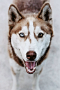 Siberian Husky or Alaskan Malamute (tied for 9): 