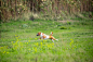 Free photo sportive dog performing during the lure coursing in competition