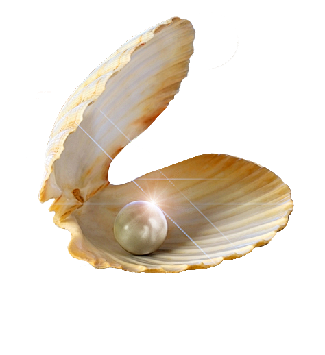 贝壳-珍珠