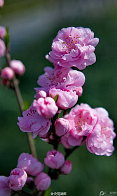 坤🌺采集到植物