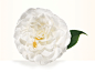 Adam Savitch, photographer | BOTANICALS | 22