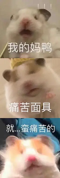 鼠鼠表情包