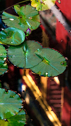 烟雨兰花采集到荷花（莲花）