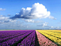 荷兰：郁金香种植地
