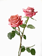绘画素材：玫瑰花 - 小红书