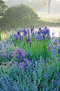 Blue garden: irises, geraniums & nepeta