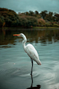 300+ Best Egrets Photos · 100% Free Download · Pexels Stock Photos