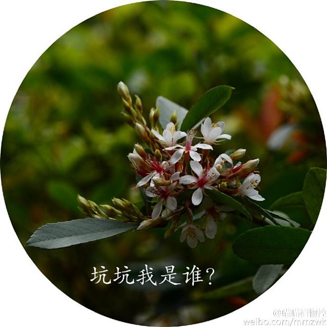水果家族蔷薇科的石斑木 Raphiole...